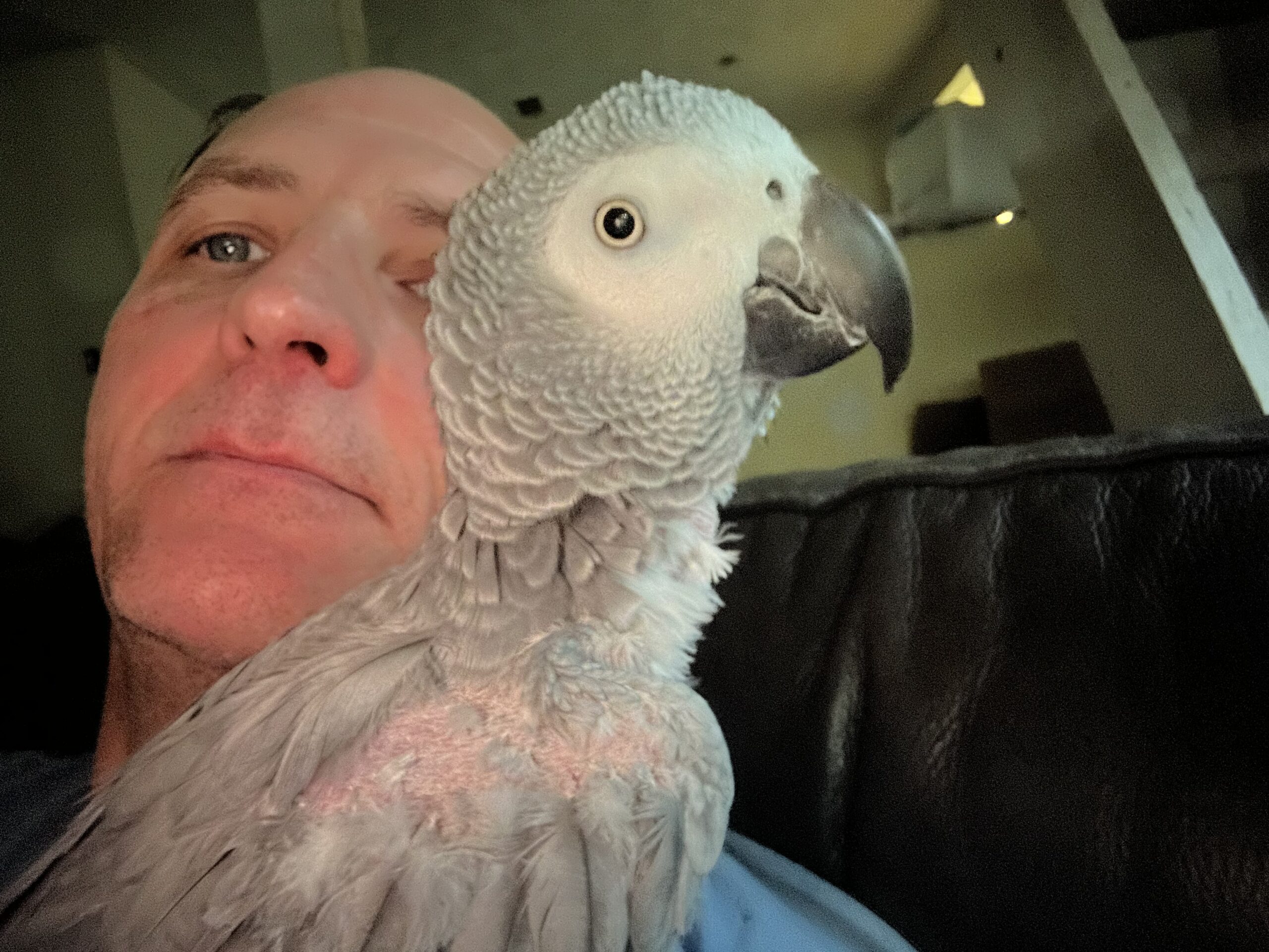 Mackie the African grey perched on Paul's shoulder